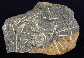 Acrosalenia hemicidaroides WRIGTH 1851 - Bild © FossNet FossilienStore